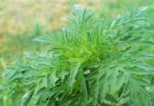 Anunț public privind combaterea ambroziei